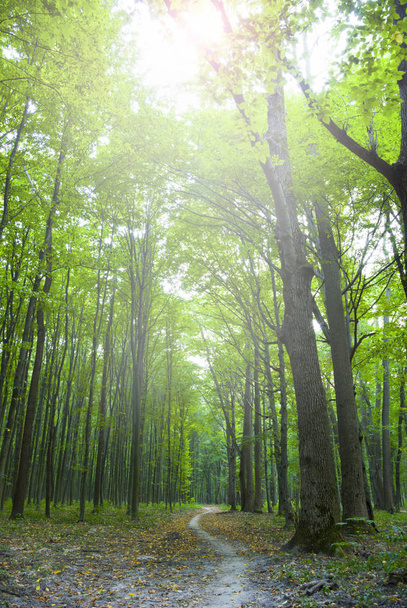  bosque de mañanabos in de ochtend - Foto, afbeelding