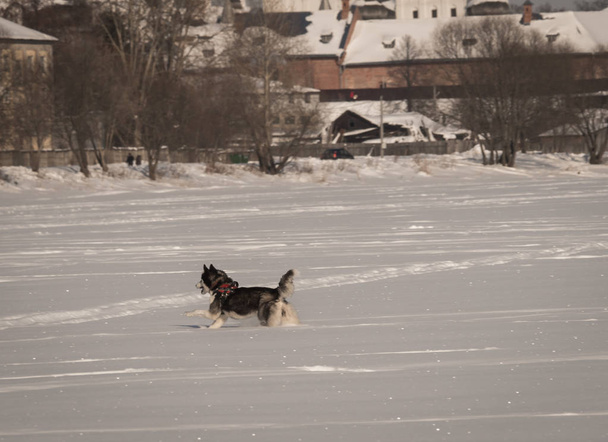 Dog Husky playing on a snow field in winter - Zdjęcie, obraz