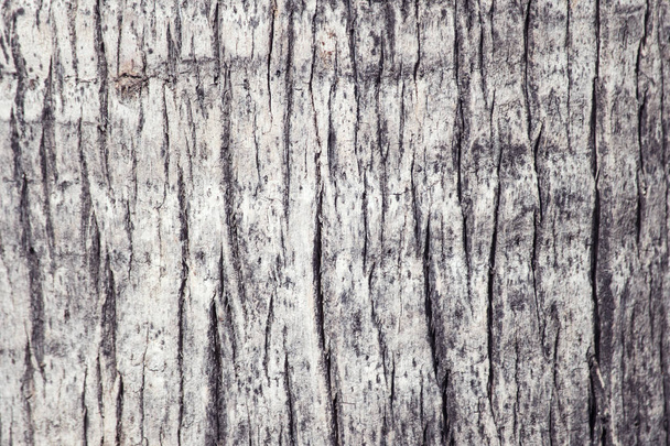 wooden background texture of a palm tree - Photo, image