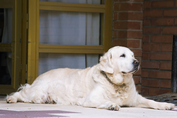 golden retriever si trova vicino alla porta della casa in estate
 - Foto, immagini