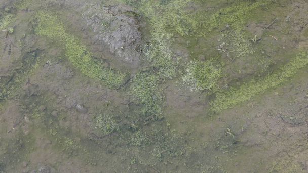 sostanza organica viscida astratta con alghe in acqua
 - Foto, immagini