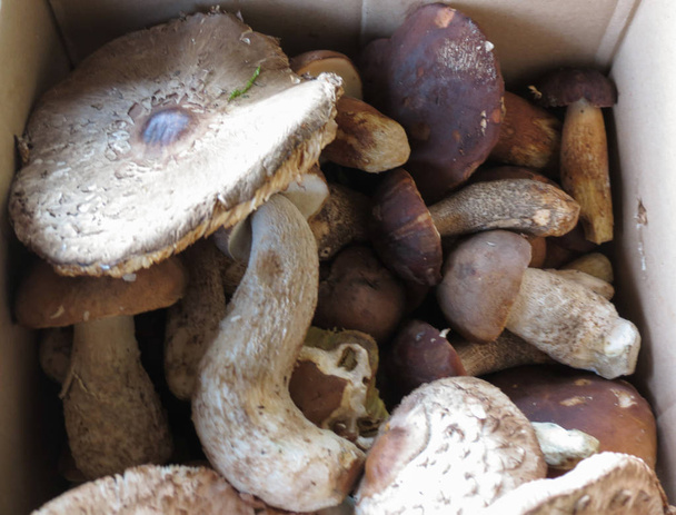 Boletus aereus aka ou porcino preto ou escuro cep e macrolepiota procera cogumelos comida - Foto, Imagem