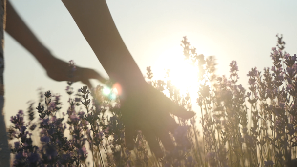 mała dziewczynka ręce, delikatnie dotykając kwiaty o zachodzie słońca. koncepcja kocha uczucia i czułość. piękna scena osób jedność z naturą. zbliżenie części ciała - Materiał filmowy, wideo