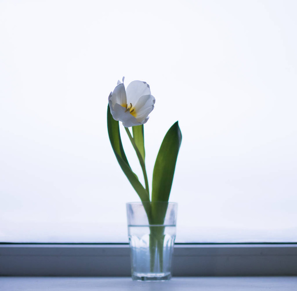 Tulips in glasses on the window. - Zdjęcie, obraz
