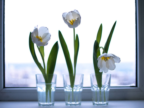 Tulips in glasses on the window. - Fotoğraf, Görsel