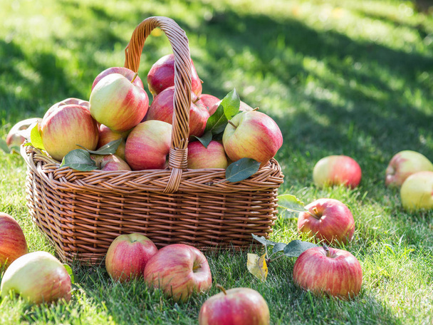 Apple harvest. Ripe red apples in the basket on the green grass. - Fotografie, Obrázek