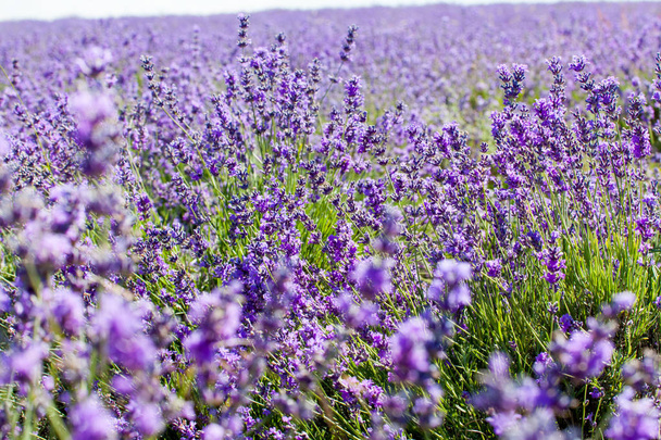 Flowers of lavender - Photo, Image