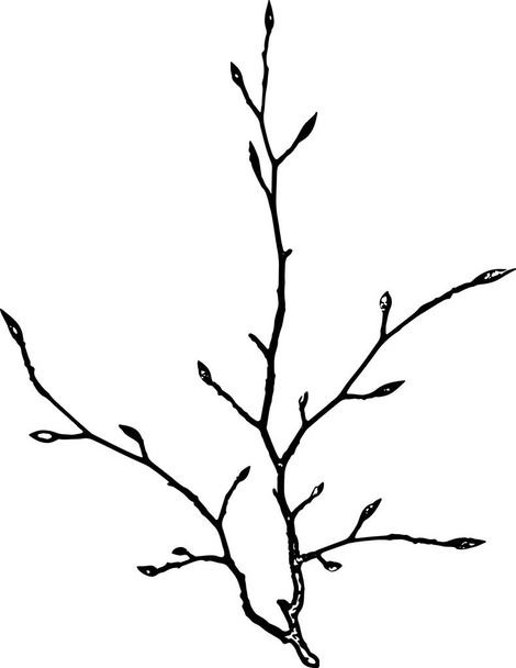 Isolated tree branch. Black and white vector. - Vector, Image