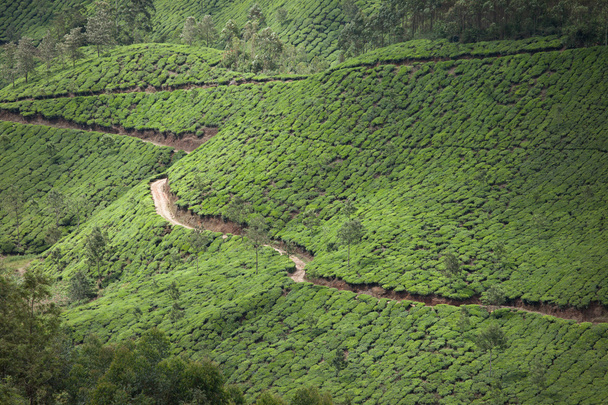 pejzaż plantacji herbaty zielonej. Munnar, kerala, Indie - Zdjęcie, obraz