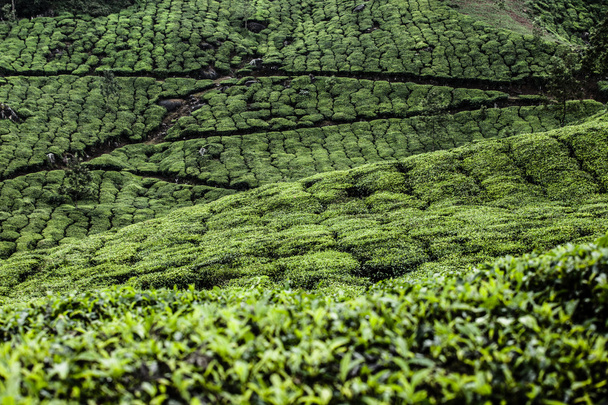 緑茶畑の風景です。ムンナール、ケーララ州インド - 写真・画像