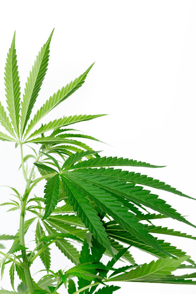 cannabis marijuana plant detail - Photo, image