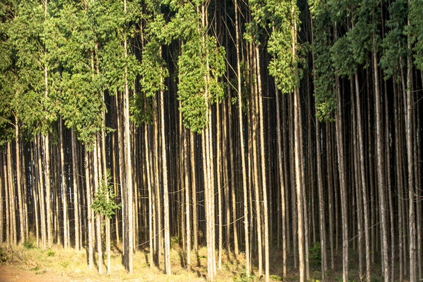 Forest of eucalyptus tree in Sao Paulo state, Brazil - Fotó, kép