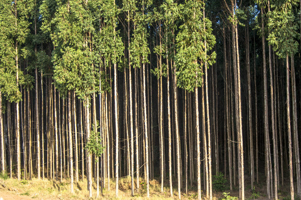 Forest of eucalyptus tree in Sao Paulo state, Brazil - Fotó, kép