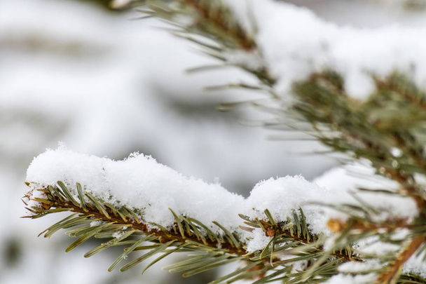 Branch of coniferous tree covered with snow - Foto, imagen