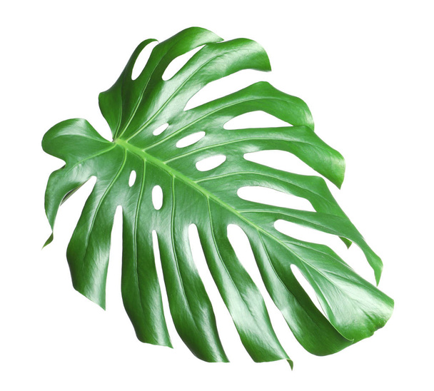 Tropical monstera leaf isolated on white - Fotó, kép