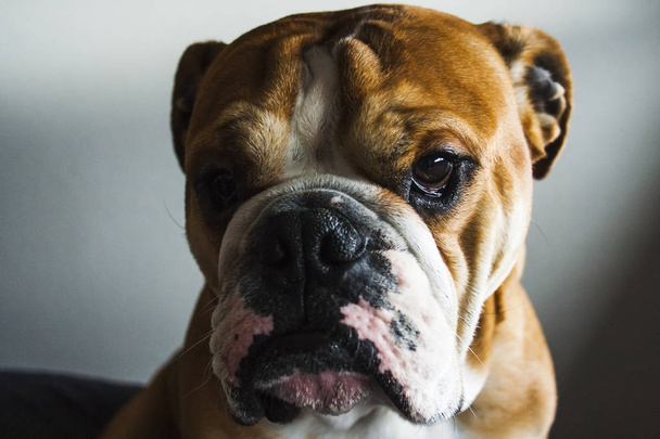 портрет собаки англійської бульдог породи
 - Фото, зображення