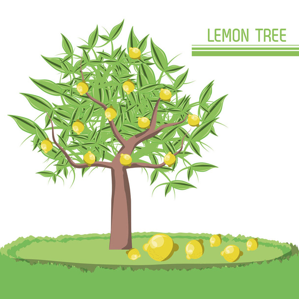 citromsav gyümölcsök design  - Vektor, kép