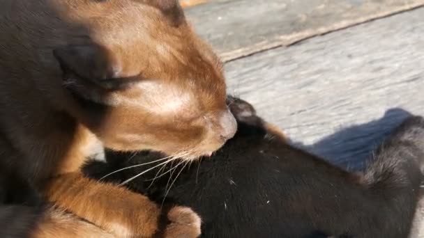 Brązowy i czarny kot grał gryzienie lizać siebie na zewnątrz pod promienie słońca - Materiał filmowy, wideo