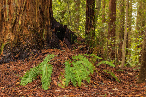 Мшиста секвоядендрон стовбур дерева в лісі секвої в Каліфорнії - Фото, зображення