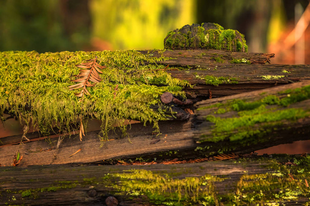 Стовбур моховий дерева в лісі секвої в Каліфорнії - Фото, зображення