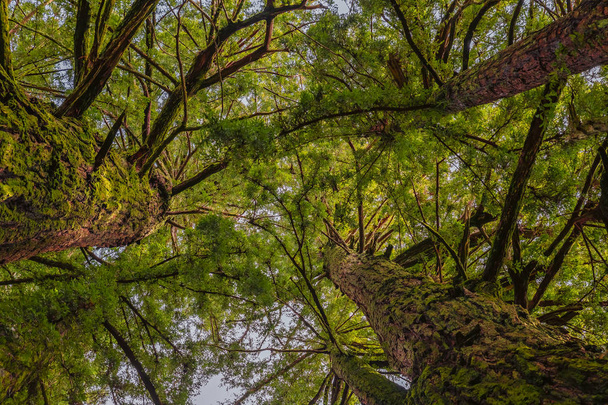 Верхушки секвойи восходят к небу в лесах секвойи в Калифе
 - Фото, изображение