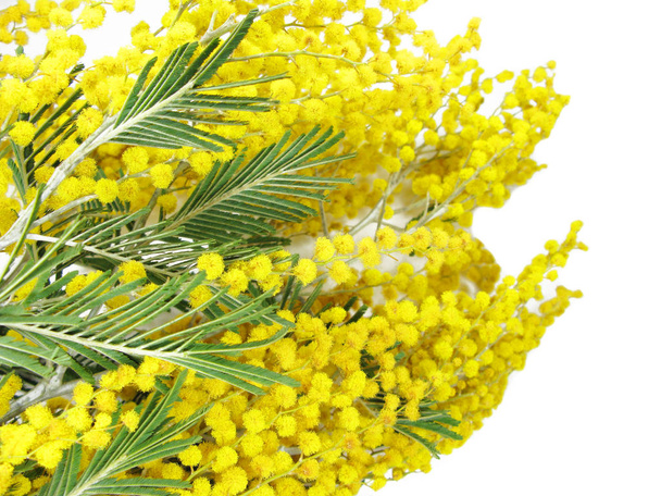 mimosa yellow bush spring floral background 8 march card - Photo, Image