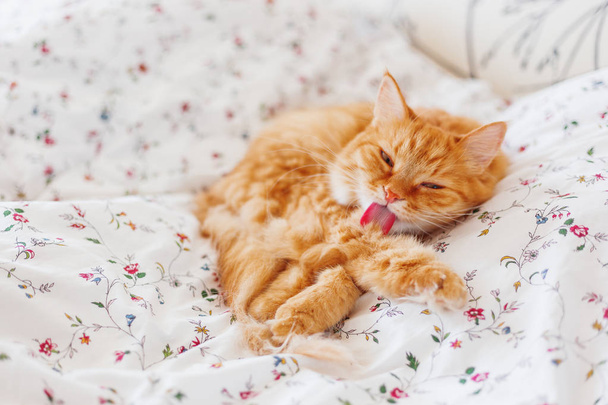 Cute ginger cat lying in bed and licking its fur. Cozy home background, morning bedtime. - Fotoğraf, Görsel