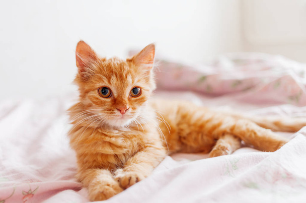 Cute ginger cat lying in bed. Fluffy pet is gazing curiously. Stray kitten sleep on bed first time in its life. Cozy home background, morning bedtime. - Фото, изображение