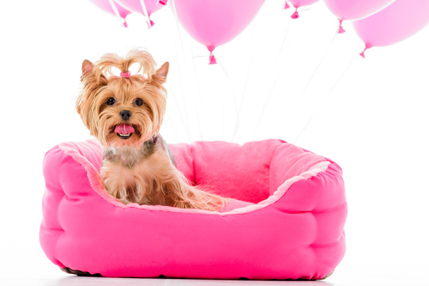Yorkshire terrier sitting on bed with balloons isolated on white - Фото, изображение