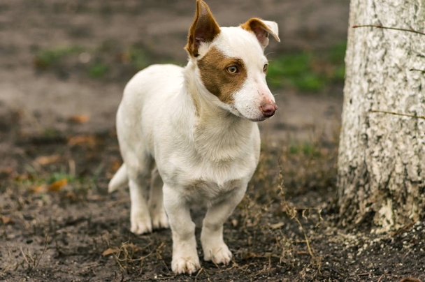 Ulkona muotokuva tanakka lyhytjalkainen rohkea koira vartioi alueellaan
 - Valokuva, kuva