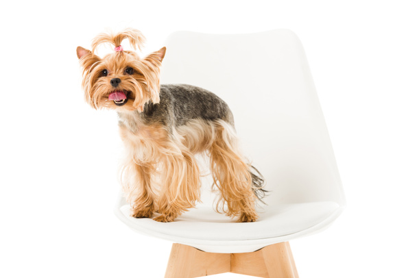 Söpö yorkie koira seisoo tuolilla eristetty valkoinen
 - Valokuva, kuva
