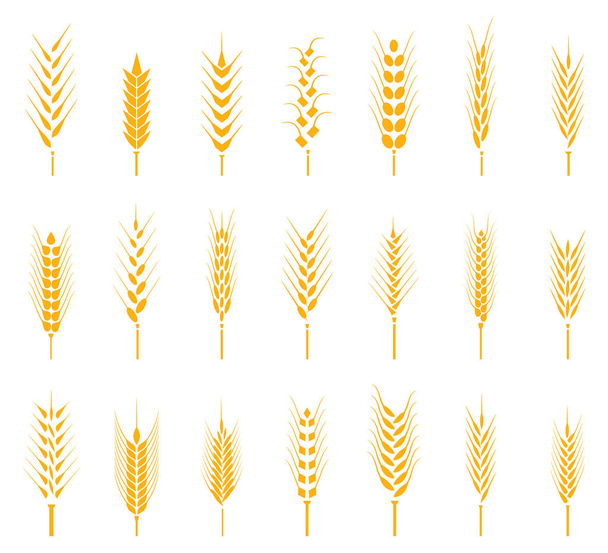 Zestaw z ryżu, pszenicy, kukurydzy, owsa, żyta, jęczmienia ikon zbóż. - Wektor, obraz