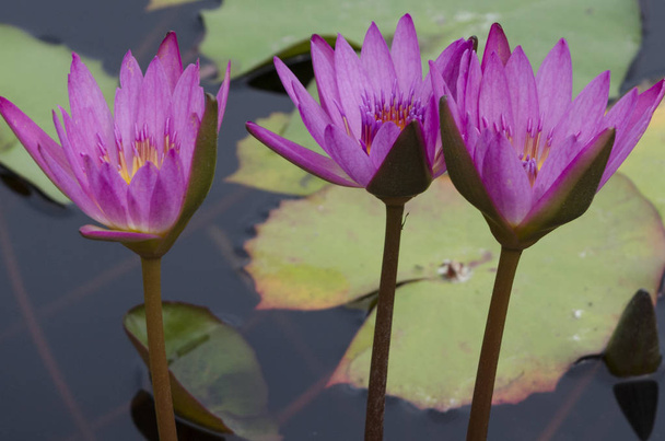 Nahaufnahme von Lotusseerosen im Teich, Yelapa, Jalisco, Mexiko - Foto, Bild