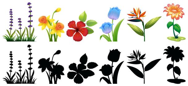 Different types of flowers and silhouette - Vector, Image