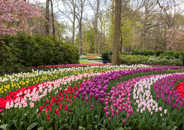 Barevné květiny v zahradě Keukenhof v Lisse, Holland, Nizozemsko. - Fotografie, Obrázek