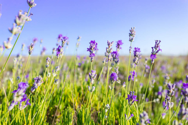 beautiful lavender plants growing in field - Фото, изображение