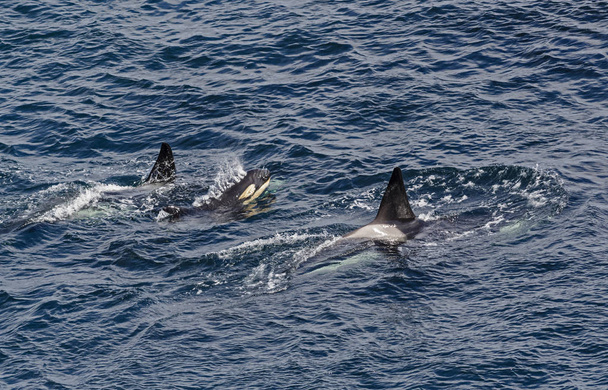 Killerwal - Orcinus orca, Shetlands, Großbritannien - Foto, Bild