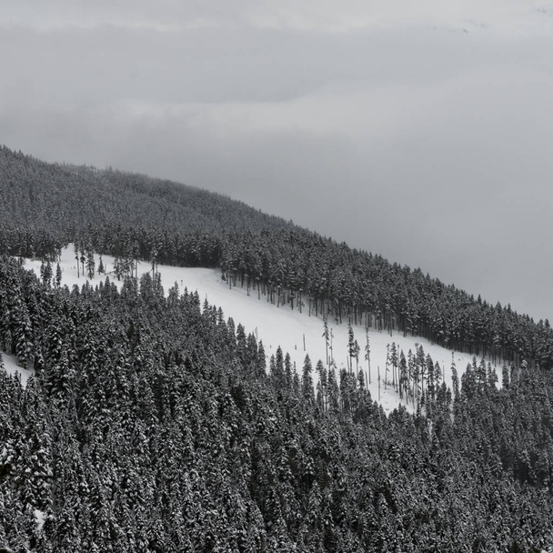 Neve árvores cobertas na montanha, Whistler, British Columbia, Canadá
 - Foto, Imagem