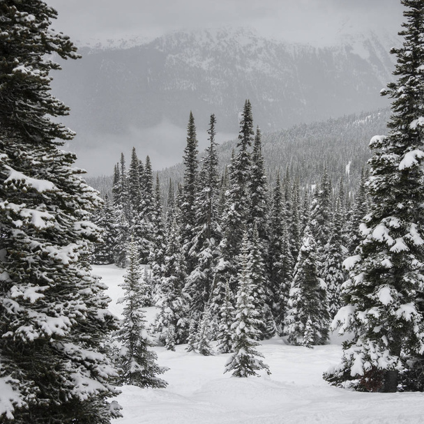 雪覆われた木山、ウィスラー、ブリティッシュ コロンビア州、カナダ - 写真・画像