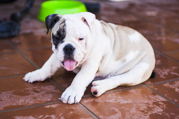 İngilizce bulldog doğurmak köpek portresi - Fotoğraf, Görsel
