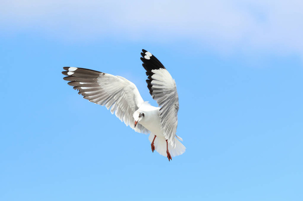 Racek letící na modré obloze - Fotografie, Obrázek