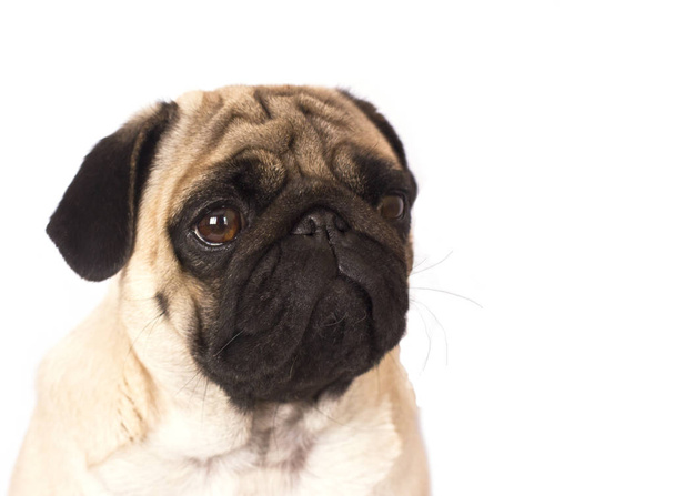 The pug dog sits and looks with sad big eyes. - Photo, Image