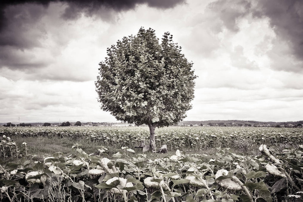 isolierter Baum in einem Sonnenblumenfeld - getöntes Bild - Foto, Bild