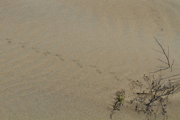 Traces sur le sable
 - Photo, image