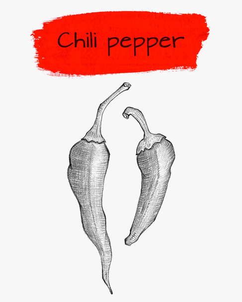 Hand drawn chili pepper isolated on white - Vector, Image