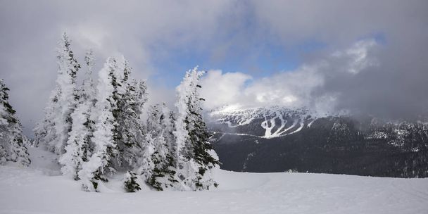 Snow covered trees with mountain in the background, Whistler, British Columbia, Canada - Photo, Image