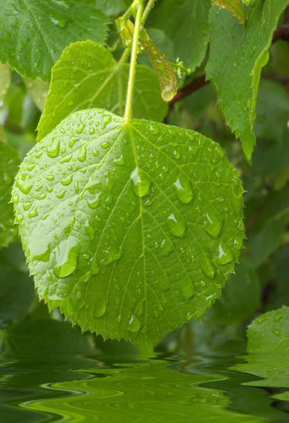 Gotas de lluvia sobre hojas de tilo
 - Foto, Imagen