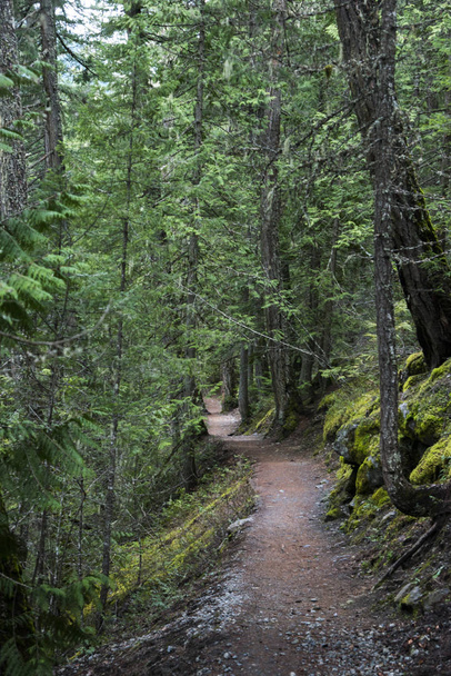 Dirt road passing through forest, Pemberton, Whistler, British Columbia, Canada - Photo, Image