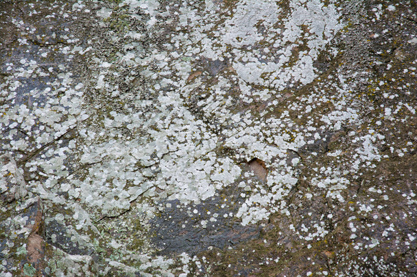 Oppervlakte granieten steen met gekleurde korstmossen. Abstracte natuurlijke rug - Foto, afbeelding