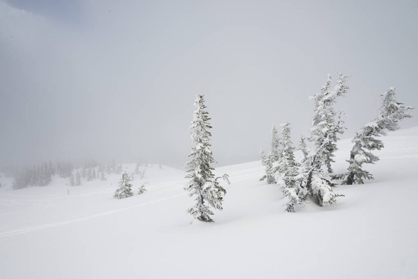 雪覆われた山に常緑高木、ウィスラー、ブリティッシュ コロンビア州、カナダ - 写真・画像